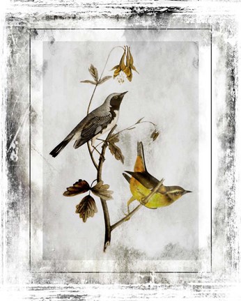 Framed Birds With Class - A Print