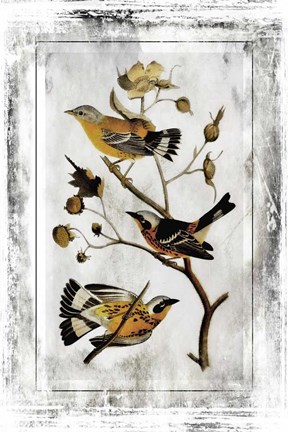 Framed Birds With Class - B Print