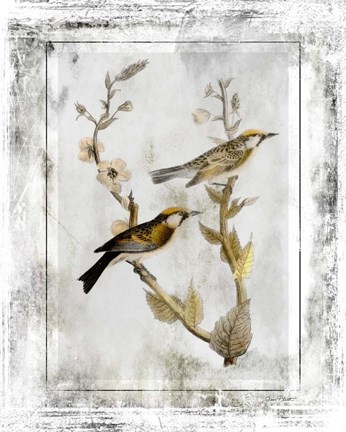 Framed Birds With Class - C Print