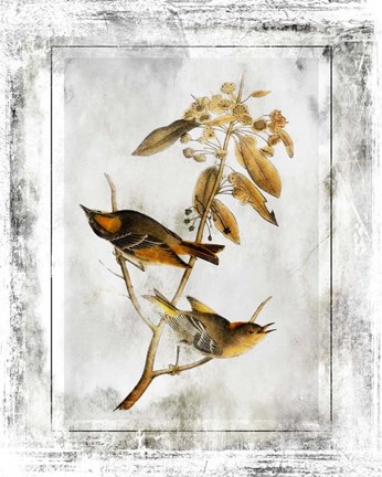 Framed Birds With Class - D Print