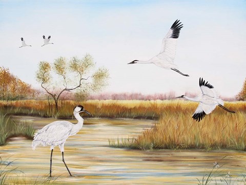 Framed Whooping Cranes - A Print