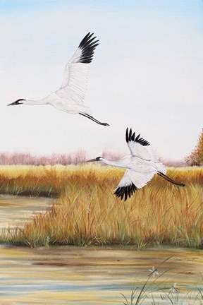 Framed Whooping Cranes - C Print