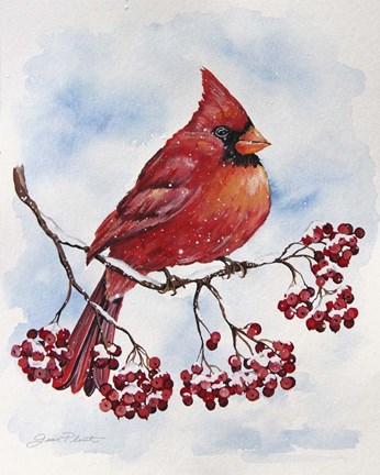 Framed Cardinal And Winter Berries - A Print