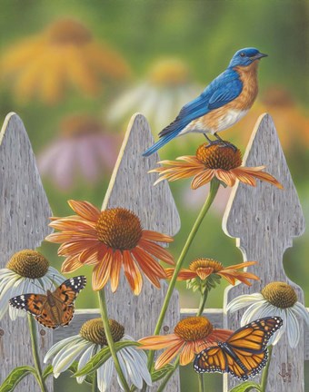 Framed Bluebird Butterflies Cone Flowers Print
