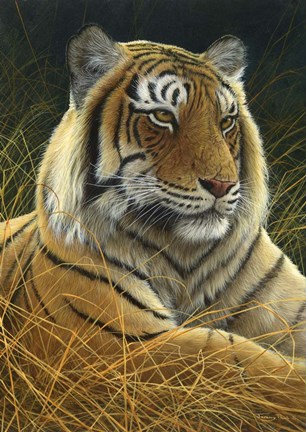 Framed Sumatran Tiger Print