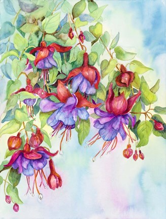 Framed Fuchsias Print