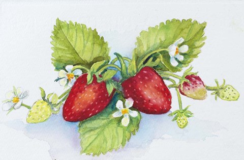 Framed Strawberry Patch - F. Berry Border Print