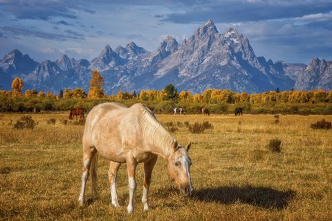 Framed Breakfast in the Tetons Print