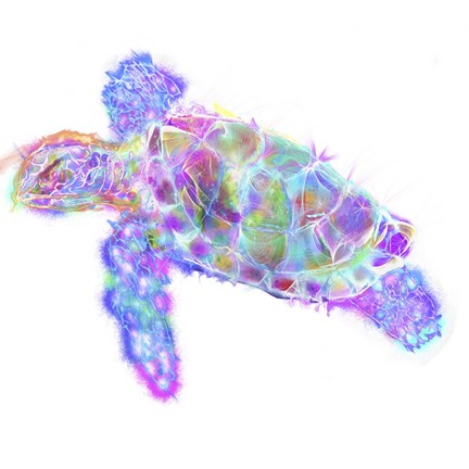 Framed Turtle 11 Print