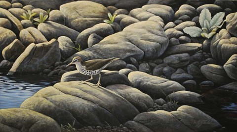 Framed Along The Creek - Spotted Sandpiper Print