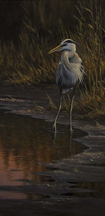 Framed Walking The Edge - Great Blue Heron Print