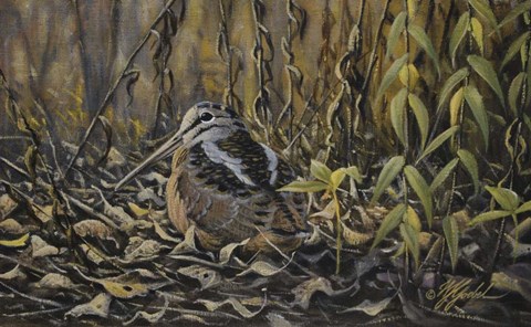 Framed Woodcock Print