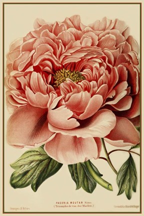 Framed Peony Print