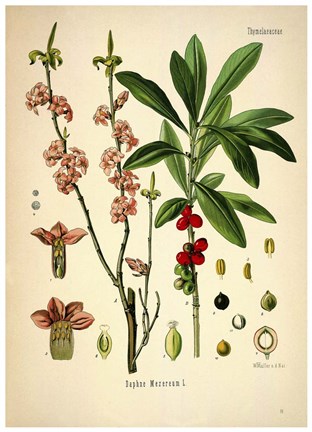 Framed Thymelaeaceae Print