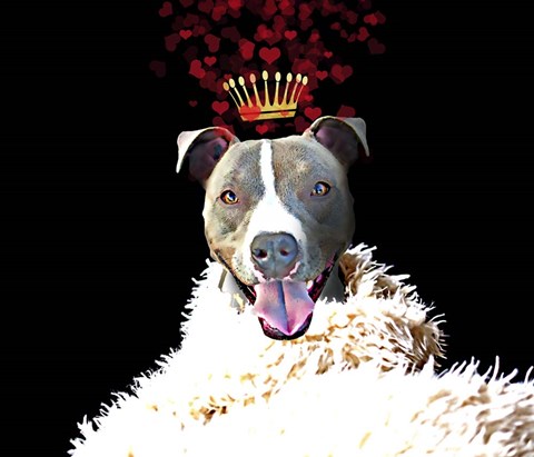 Framed Royal Love Pup - Pit Bull Terrier Print