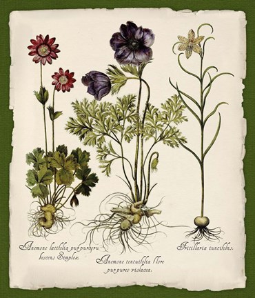 Framed Botanica Nostalgia II Print