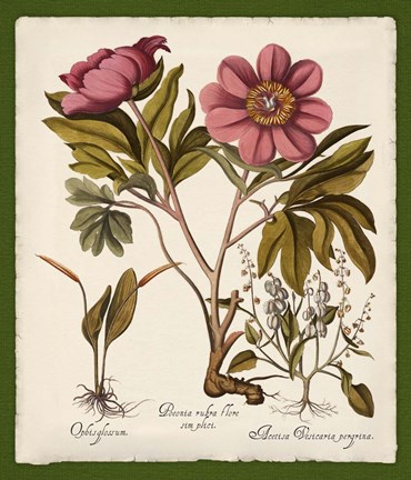 Framed Botanica Nostalgia IV Print