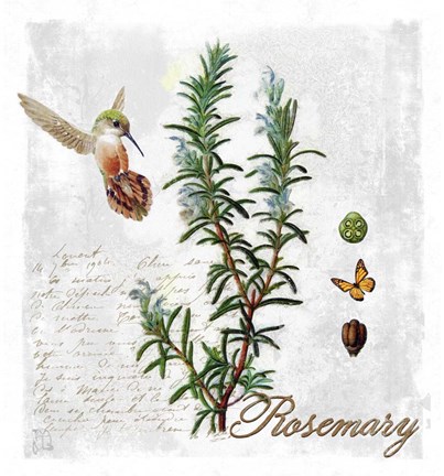 Framed Botanical Garden Rosemary Herb Print