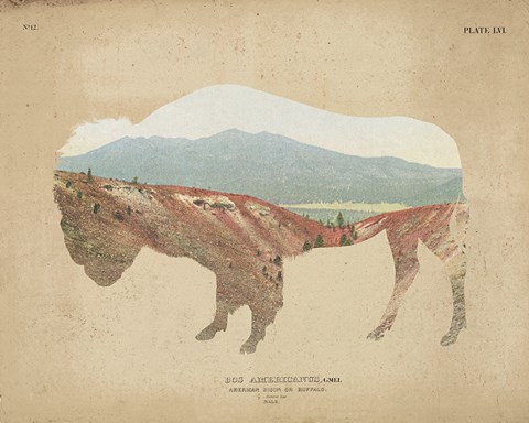 Framed American Southwest Buffalo Distressed Print