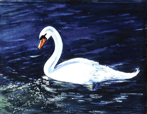 Framed Clearwater Swan Print