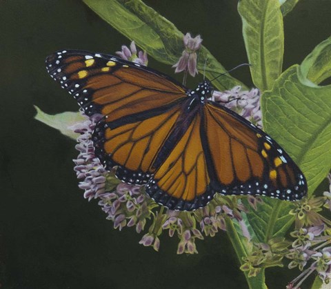 Framed Butterfly 3 Print