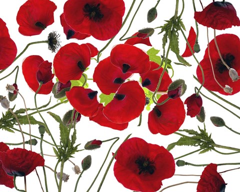 Framed Poppy Flower Print