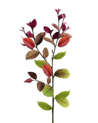 Framed Color Leaves Print