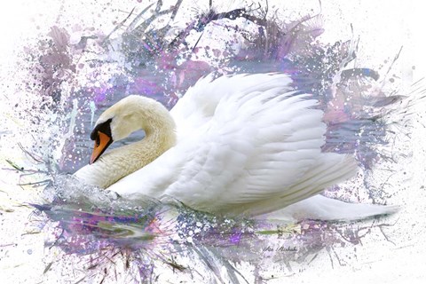 Framed Swan 2A Print