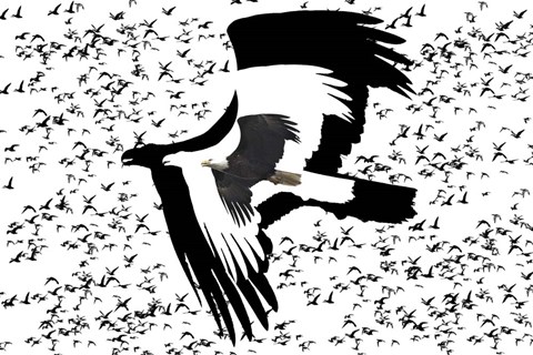 Framed Black Birds 2 Print