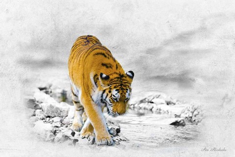 Framed King Tiger Print