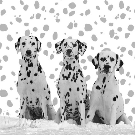 Framed Dalmatian Print