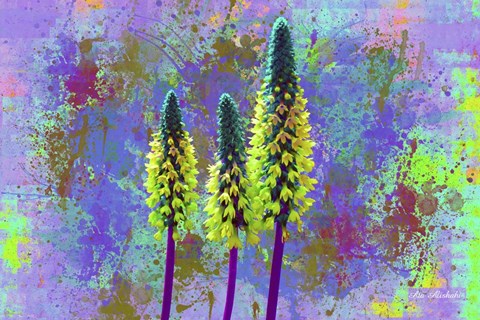 Framed Flower Design H52 Print