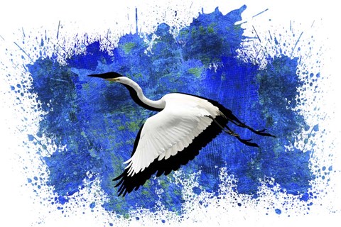 Framed Bird Collection 10 Print