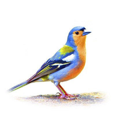 Framed Bird Collection 11 Print