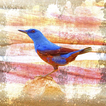 Framed Bird Collection 14 Print