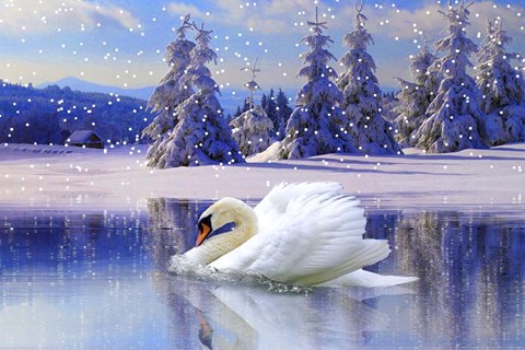 Framed Swan Winter Print