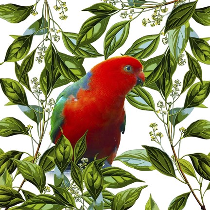 Framed Bird Collection 18 Print