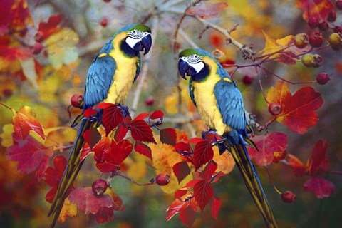 Framed Bird Collection 19 Print