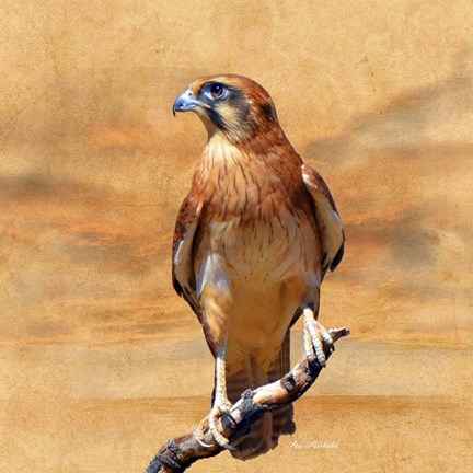 Framed Bird Collection 27 Print