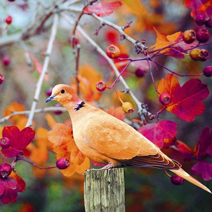 Framed Bird Collection 37 Print