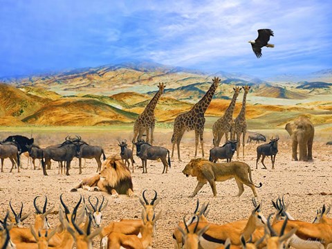 Framed Lion African Safari 1A Print