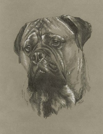 Framed Bull Mastiff Print