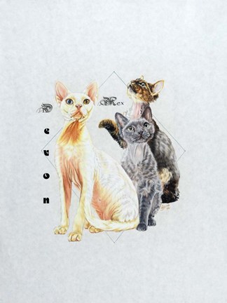 Framed Devon Rex Print