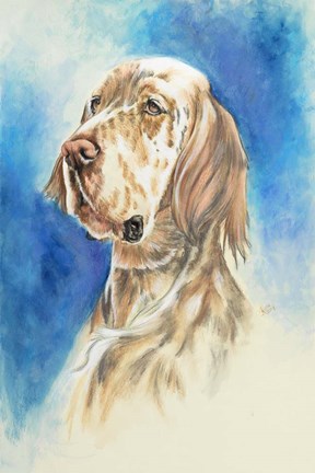 Framed English Setter Print