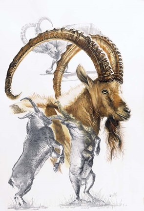 Framed Ibex Print