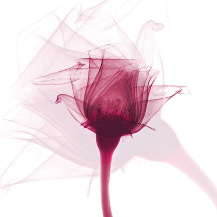 Framed Rose Dance Print