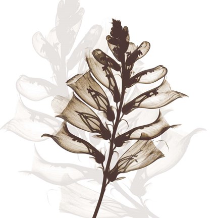 Framed Foxglove Dance Print