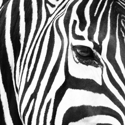 Framed Zebra Up Close Print