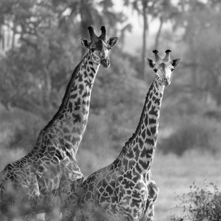 Framed Pair of Giraffes Print