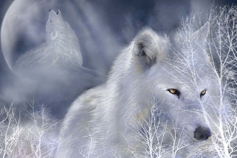 Framed White Wolf Print